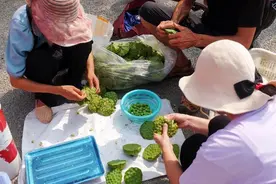 莲蓬大量“出水”上市 武汉人实现“莲蓬自由”图片