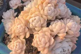 船长真土丨颗粒土的这些好处和使用注意事项养肉小伙伴必须知道图片