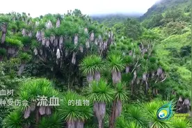 揭秘云南一种会流血的树 树龄可长达一万年图片