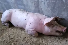 号称猪场利润杀手，猪得了这个病，如果不治的话，它长得很慢图片