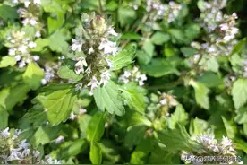 酷似夏枯草，民间俗称“消炎草”，懂它的人常去挖，因为格外珍贵图片