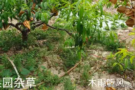 果园怎样除草更安全？用什么除草剂除草效果好？对果树和土壤没害图片
