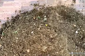 种菜营养土这样制作，简单好用肥力足，主要是不花钱图片