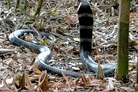 炎夏蛇出没！你收到了一条遇蛇安全指南图片