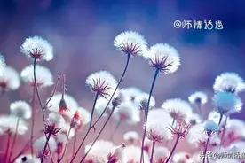 爱是心甘情愿，而不是委屈求全图片