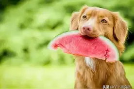 狗可以吃什么水果？图片
