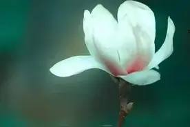 丹田说法之愚见图片