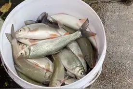 湖南郴州河水猛涨，钓鱼人成桶捞老鼠鱼送人，这种鱼钓鱼人不吃图片
