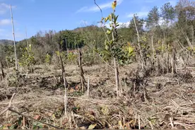这是邻居种了3年的油茶树苗，看样子他是准备放弃了图片