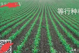 玉米种植一穴单株、双株、三株，哪种模式高产？看后有答案图片