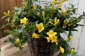 【注意】这些茉莉花，再香也千万不要养，有毒!图片