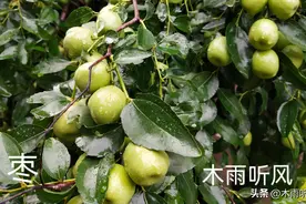 枣树什么时候打药结果多？枣打什么药不生虫？图片