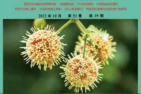 民族药金果榄的药用价值图片