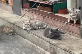 被铁链封印的猫咪，先别同情它，它们多半是有几条猫命在身的图片