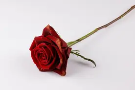 婚外情损失最大的不是女人而是男人，因为婚外情会毁了男人的一切图片