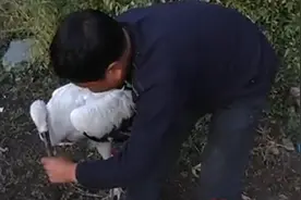 09年东北大哥捡到白色怪鸟，天天蹭吃还特挑食，专家：你走大运了图片