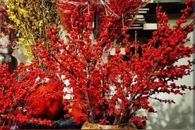 室内缺少生机？试试3种水插花，摆放家里漂亮又喜庆，还好养护图片