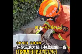 天津保税 怀孕小狗卡井盖，居民联合消防救援图片