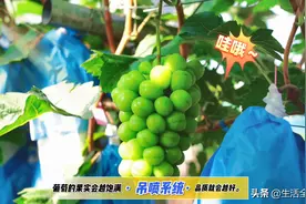 武汉优质农产品——东西湖阳光玫瑰味美质优的绝招之一：吊喷系统图片