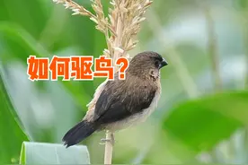 玉米出苗后被鸟啄食怎么办？老农教你6招，如何驱鸟效果好？图片