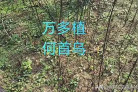 湖南有个农民在荒田发现了近万多株野生何首乌图片