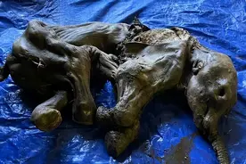 冰封3万年的猛犸象被发现，永冻层内的远古病毒会趁机苏醒吗？图片