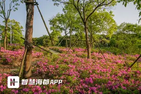 福州：杜鹃花开红似锦，万紫千红踏浪来图片