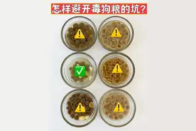 泡水分辨毒狗粮，没想到天花板还是国产粮图片