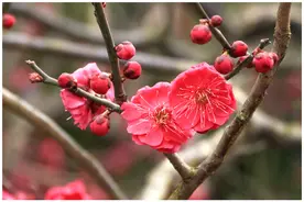 我国十大吉祥植物，有你所中意的吗？图片