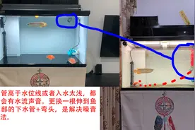 鱼缸下水口噪音大怎么解决图片