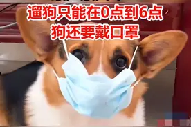 全城出击！云南昭通“最强限狗令”来袭，遛狗限凌晨还要戴口罩？图片