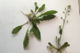 挖荠菜却不认识咋办？5种角度，教你轻松识别荠菜图片