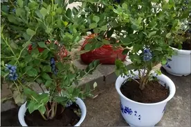 阳台种棵蓝莓，“老果农”教你养，开花一串串，一棵结好几斤果子图片