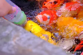 鱼食放了3年了还能喂鱼吗，投喂鱼食有哪些注意事项图片