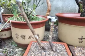 年前弄的野山楂，现在都巴出芽了，成活率还挺高图片