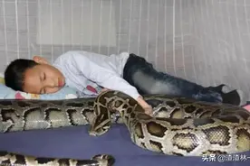云南男子枕着蟒蛇睡觉，与蛇同居25年，蛇为何不咬他？图片