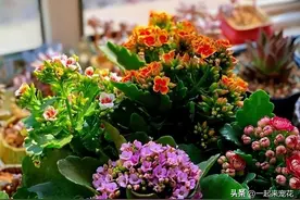 9月后长寿花还未长花苞，3个动作催一催，憋出层叠群花图片