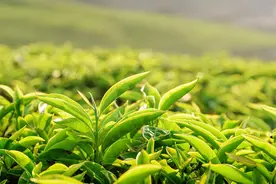 喜欢喝什么茶，和你的性格有关图片