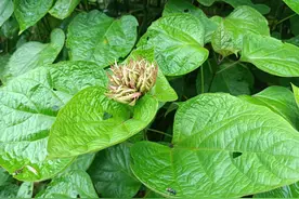 因名字而耽误的植物，老人称为“降压草”，根部价值高，你可认识图片
