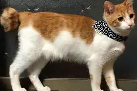 为什么越来越多人养“麒麟猫”？网友：养了就不想换猫了图片