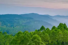 动作敏捷！野生动物黄鼬现身龙泉山城市森林公园图片