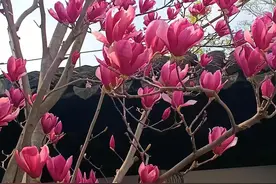 8岁小女孩悲惨的命运看了直让人心疼图片
