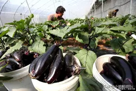 提高茄子产量的关键秘诀：施对肥是关键！图片