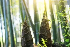 《随园食单》问政笋丝图片