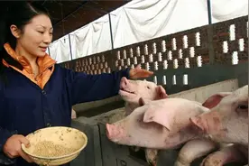 饲料大涨400元/吨！2023年猪饲料能降价？养殖户注意了图片