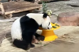 大熊猫“绩美”“绩兰”明天迎来7岁生日 南宁动物园和市民游客提前为两个小可爱庆生图片