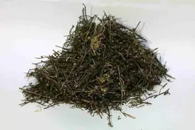 有一种草药，能消各种炎症，还能治癌肿图片