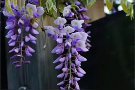 紫藤花图片