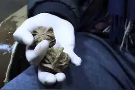 2010年北京一大爷豪掷18万8，买了一对核桃，如今价值一套小别墅图片