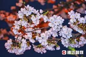春夜，来人民广场邂逅樱花图片